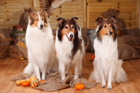 Three American collies