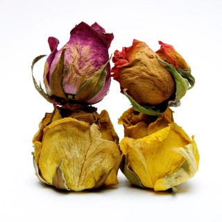 Withered rose heads