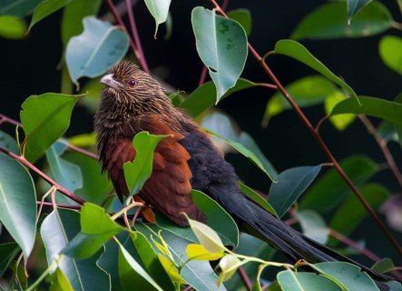 Malagasy coucal (Centropus toulou) in the tree