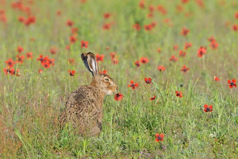 European hare (Lepus europaeus) eats prickly poppy (Papaver argemone)