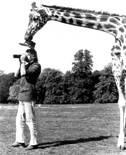 Giraffe takes Mann's hat away