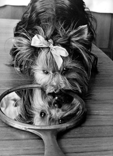 Small dog with bow looks in the mirror