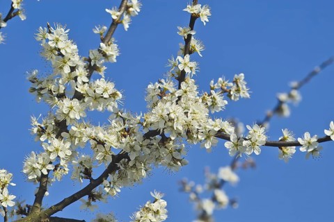 White blossoms