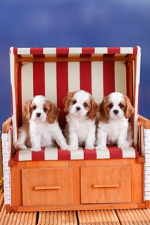 Cavalier King Charles Spaniel