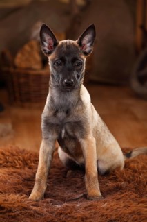 Malinois
