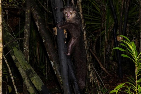 Aye-aye (Daubentonia madagascariensis) climbs on tree trunk at night