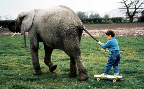 Elephant pulls child