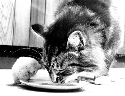 Cat eats together with mouse from plate