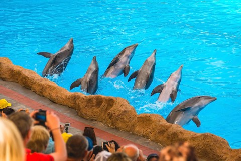 Bottlenose dolphins (Tursiops truncatus) Dolphin Show