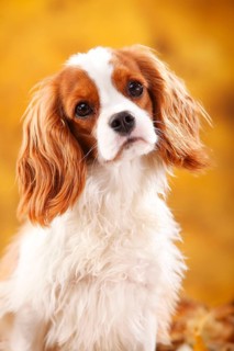 Cavalier King Charles Spaniel