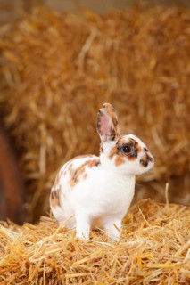 Dwarf rex rabbit