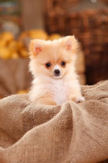 Mongrel dog
