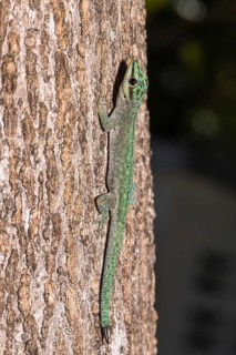 Abbott's day gecko (Phelsuma abbotti)