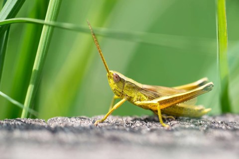 Large gold grasshopper (Chrysochraon dispar)