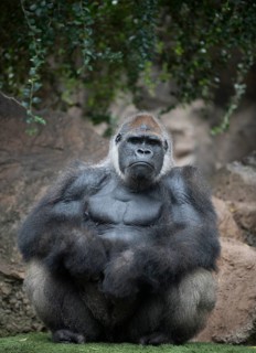 Silverback