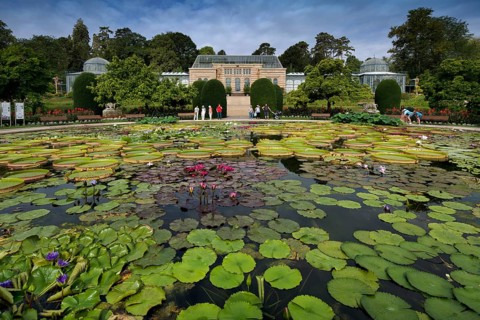Lily pond
