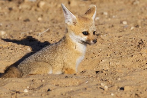 Cape fox (Vulpes chama)