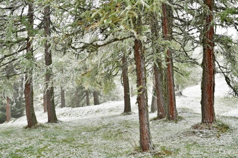 Forest with larch