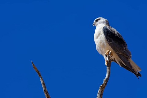 Black-winged kite (Elanus caeruleus) perched on top of a dead tree