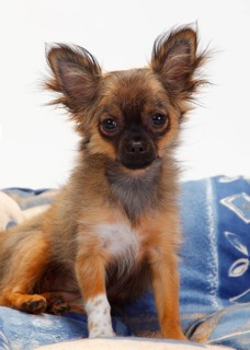Chihuahua