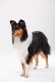 Longhair collie