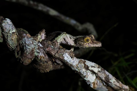 Mossy leaf-tailed gecko (Uroplatus sikorae)