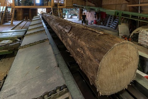 Tree trunk on the block train to the gate saw in a sawmill