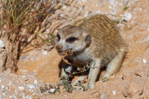 Meerkat (Suricata suricatta)
