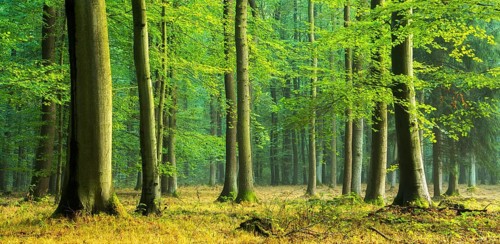 Natural beech forest (Fagus) on the ridge Finne