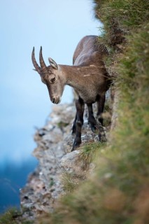 Alpine Ibex (Capra ibex) on a slope