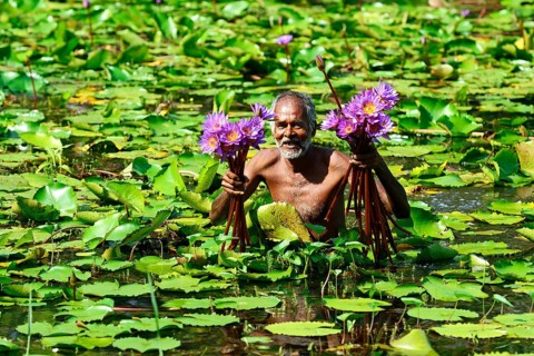 Old man collects flowers of Blue Lotus (Nymphaea caerulea) in a lake near Habarana