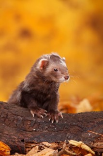Ferret (Mustela putorius forma domestica) in autumn leaves