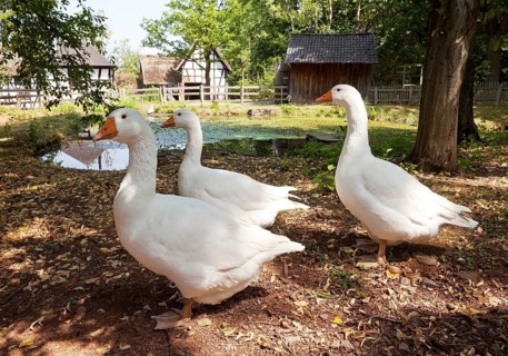 Geese in the open-air museum Kommern