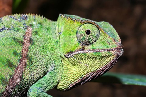 Petter's chameleon (Furcifer petteri)