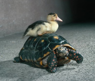 Duck sits on turtle