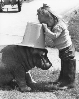 Pygmy Hippopotamus (Choeropsis liberiensis) and girl