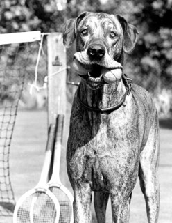 Dog with tennis balls in his mouth