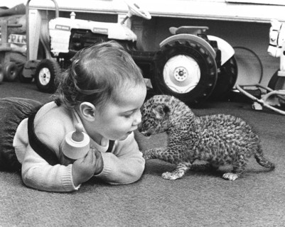 Toddler plays with baby predator