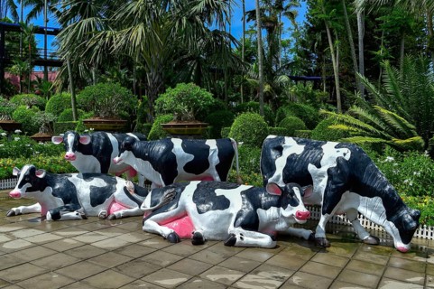 Cow figures