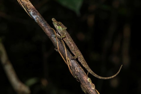 Fallax short-horn chameleon (Calumma fallax)