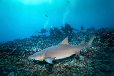 Group of divers watching Sicklefin lemon shark (Negaprion acutidens) floating over coral reefs