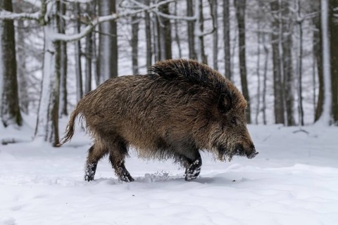 Wild boar (Sus scrofa) runs in the snow