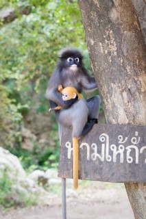Dusky leaf monkey (Trachypithecus obscurus) with baby