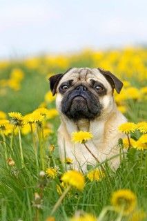 Pug sits in a dandelion meadow