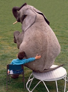 Boy and elephant