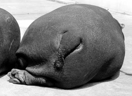 Lying hippopotamus from behind