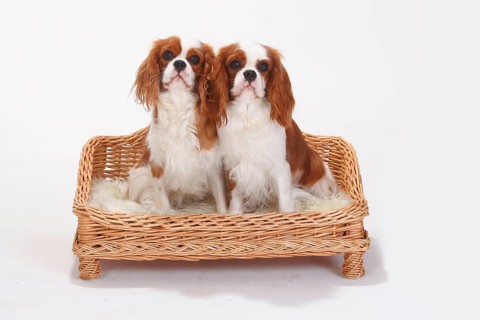 Cavalier King Charles Spaniel