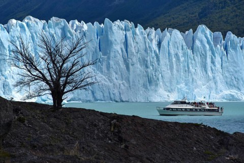 Tree and excursion ship in front of Glacier Perito Moreno on Lake Argentino