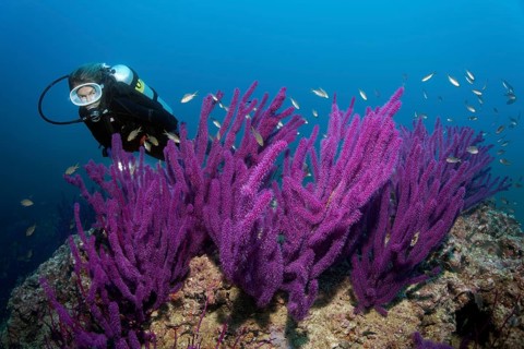 Diver looks at Red sea whip (Ellisella sp.)