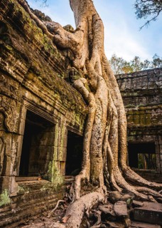 Huge roots of a tree (Tetrameles nudiflora) overgrowning ruins of Ta Prohm temple